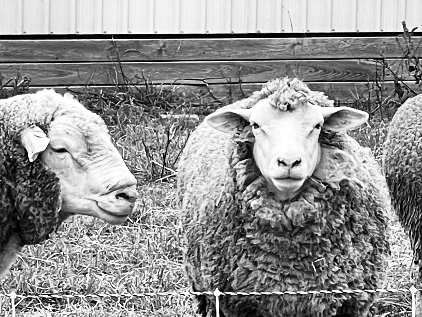 Ile De France Non Processed Fleece